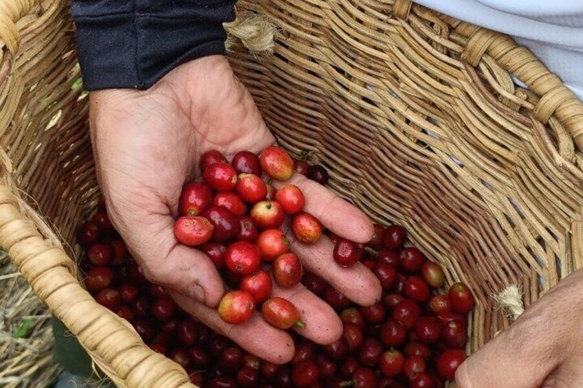 A hand holding red berries over a wicker basket. 2