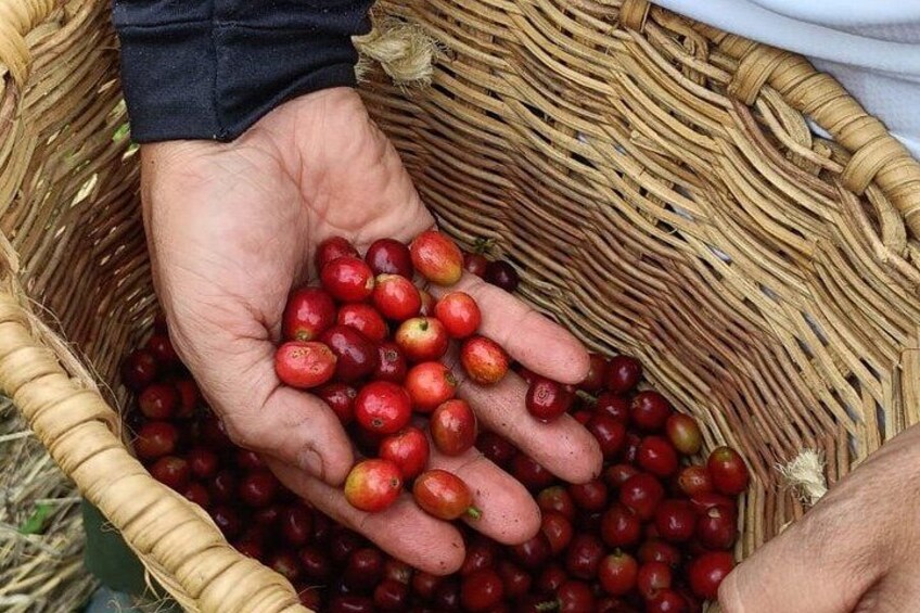 Tour coffee cultural landscape 2