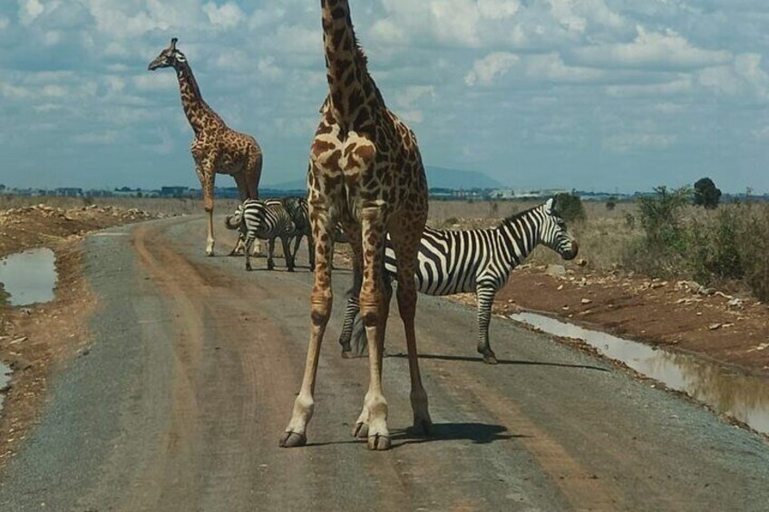 A road with giraffes and zebras. 3