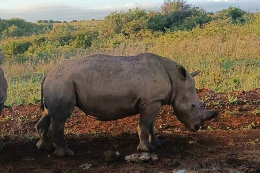 A rhinoceros walking on a dirt path in a natural landscape. 2