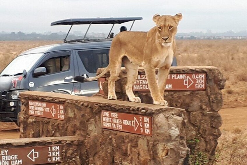 A lion standing on a rock with directional signs in the background. 4