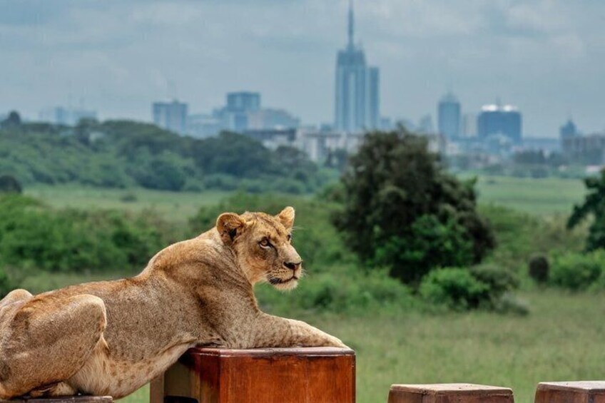 A lion resting on a wooden post with a city skyline in the background. 5