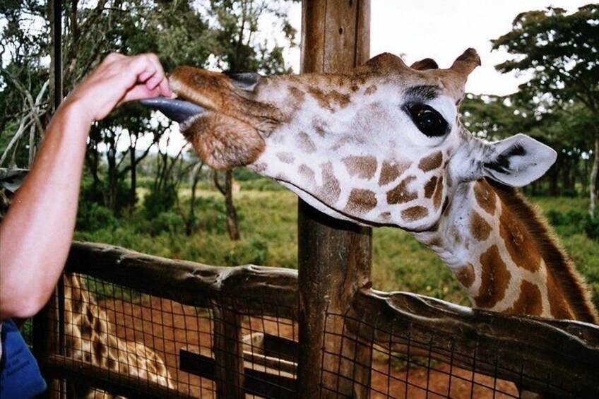 A giraffe with a human hand reaching towards its head. 1