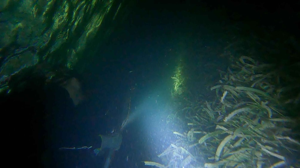 An underwater scene with algae and aquatic plants. 4
