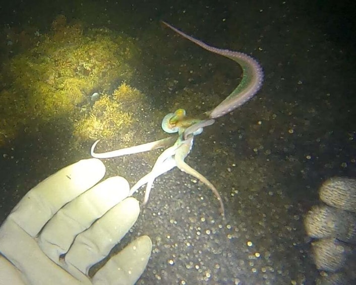 A diver's hand holding a marine creature with a long, slender body and a bulbous head. 3