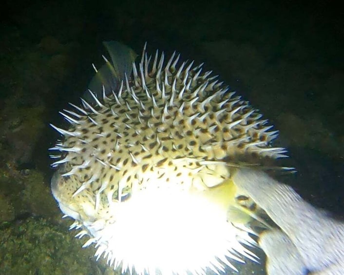 A pufferfish with spiky protrusions and a light source nearby. 1