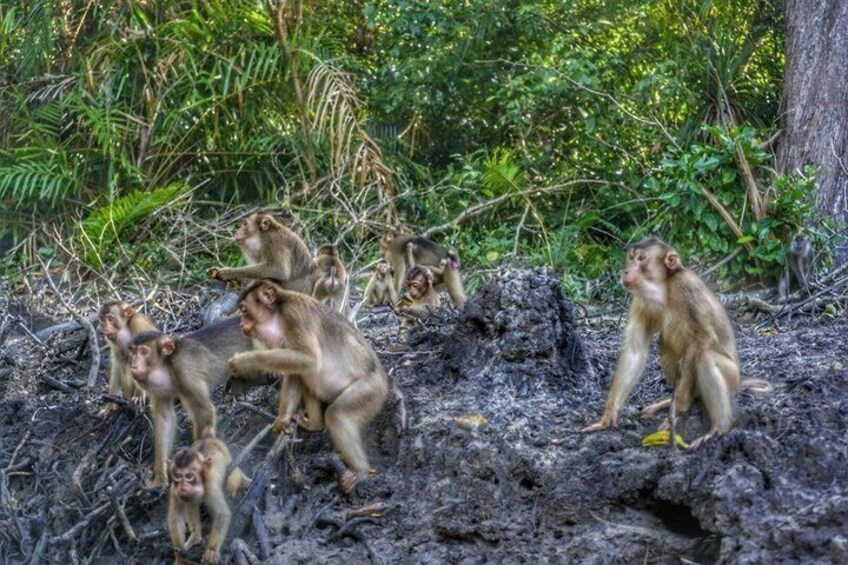 A group of monkeys on a rocky terrain with dense green foliage in the background. 3