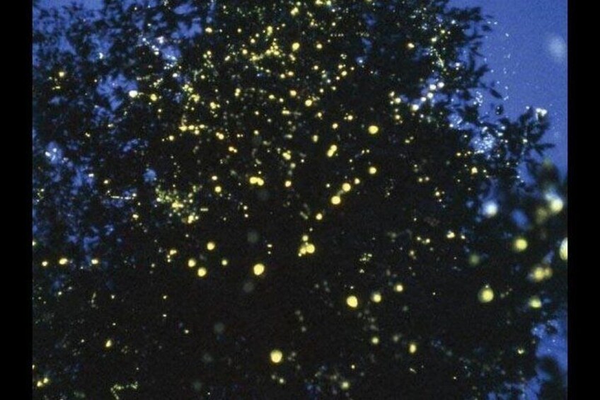 A tree with numerous small lights. 4