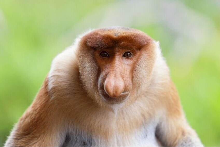 A monkey with brown fur against a green background. 2