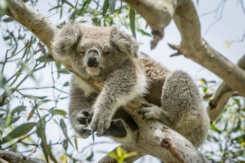 A koala clinging to a tree branch. 5