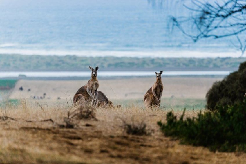 Two kangaroos in a coastal landscape with a view of the ocean and distant hills. 3