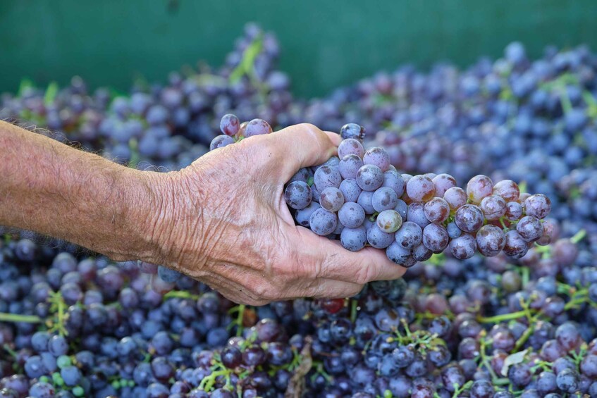 A hand holding a bunch of purple grapes. 5