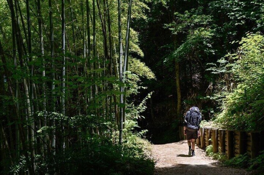 A hiker walking on a forest trail surrounded by bamboo and dense foliage. 4