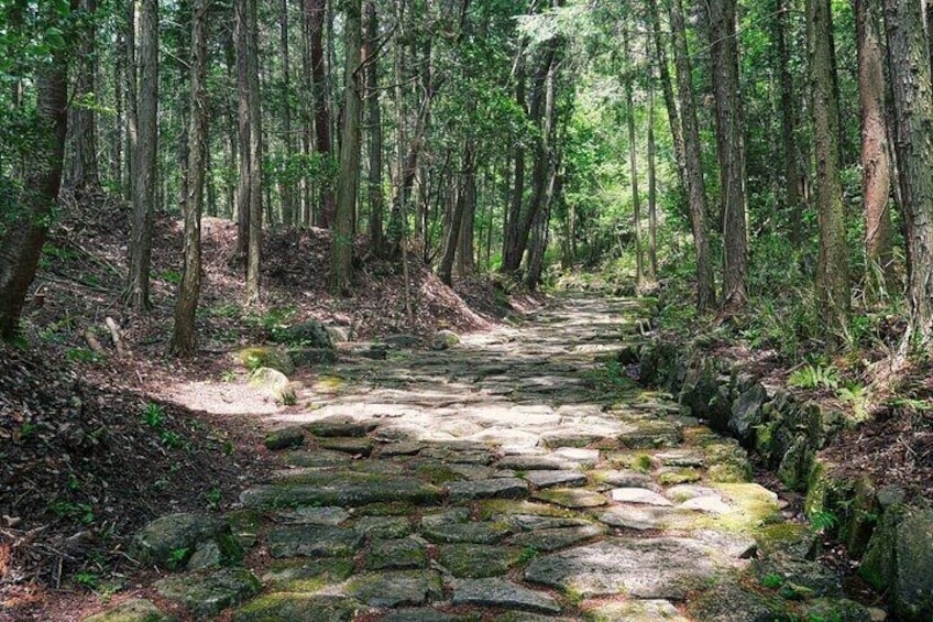 A stone pathway through a forest with tall trees and moss-covered rocks. 5