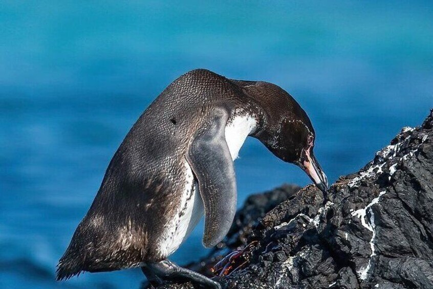 A penguin on a rocky outcrop with a blue ocean in the background. 1