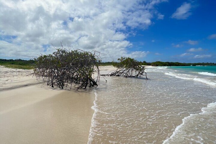 A beach with driftwood and a clear sky. 5