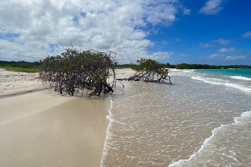 A beach with a large cluster of driftwood and a clear blue sky. 4
