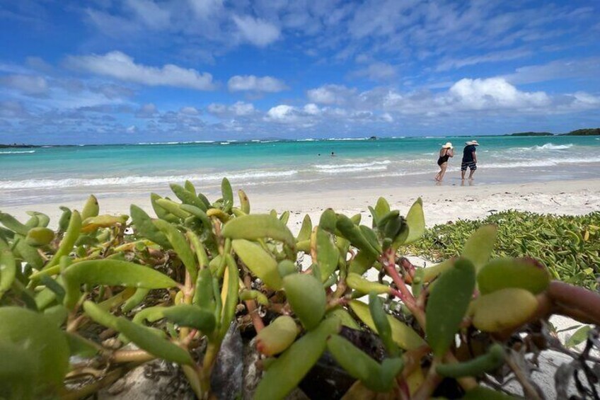 A beach with clear turquoise water, two people walking, and green plants in the foreground. 3