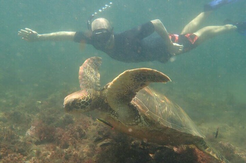 A diver swimming with a sea turtle underwater. 2