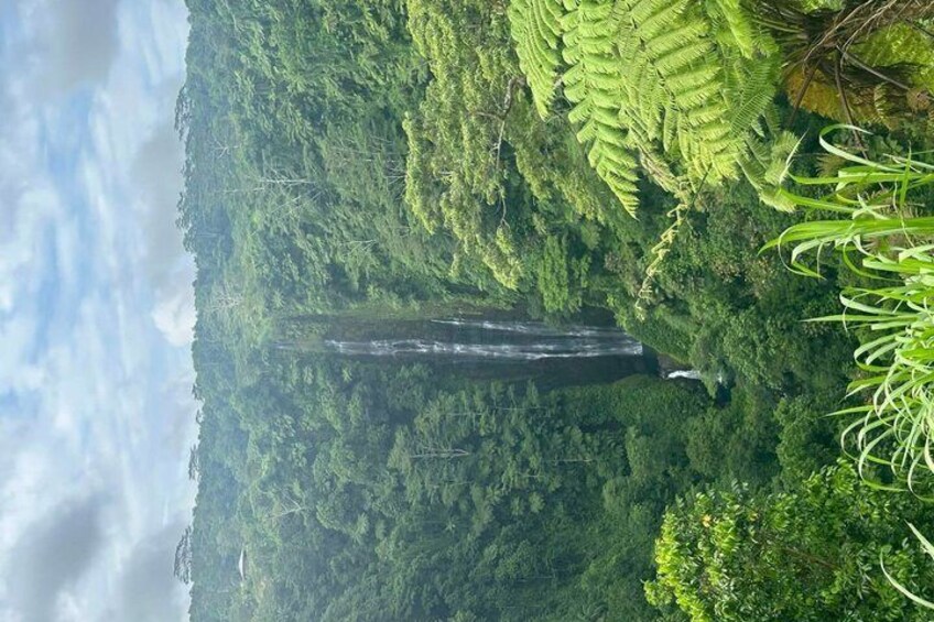 A waterfall in a forested area with dense greenery and ferns. 4