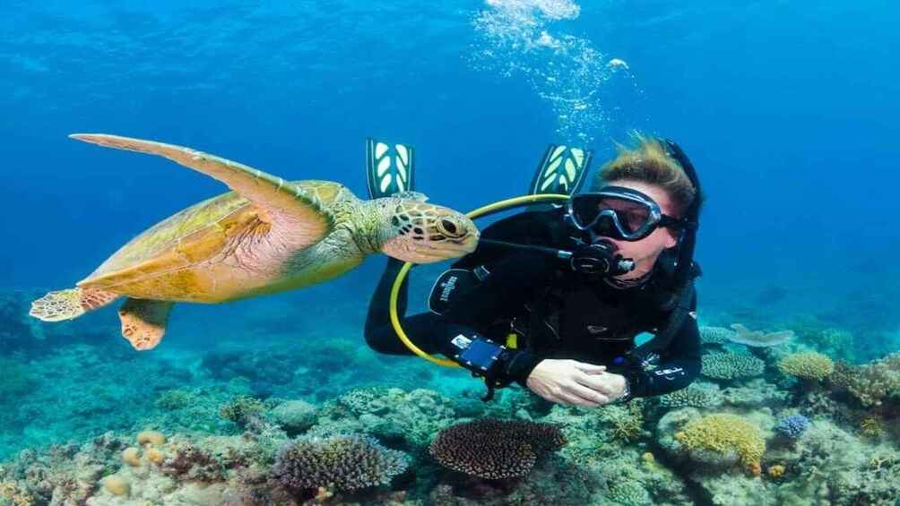 A diver with a sea turtle swimming close by. 3