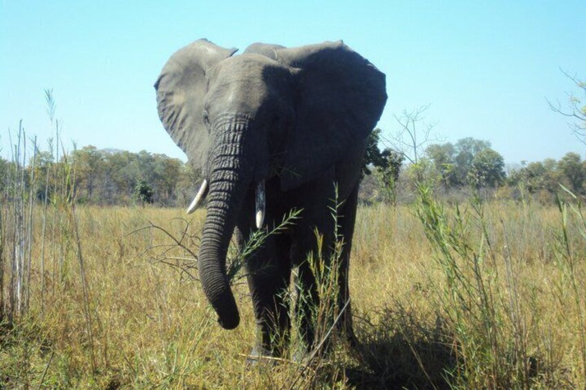 An elephant in a grassy field with trees in the background. 1