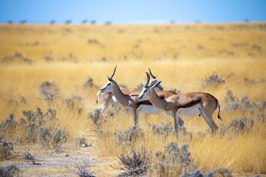 Two antelopes in a grassy savanna with sparse bushes and a clear sky. 5