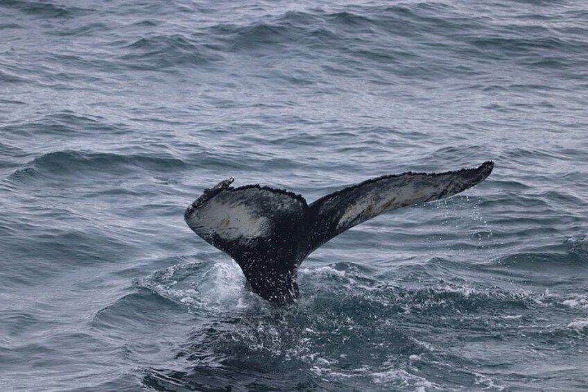 Whale Watching Adventure in Akureyri 2