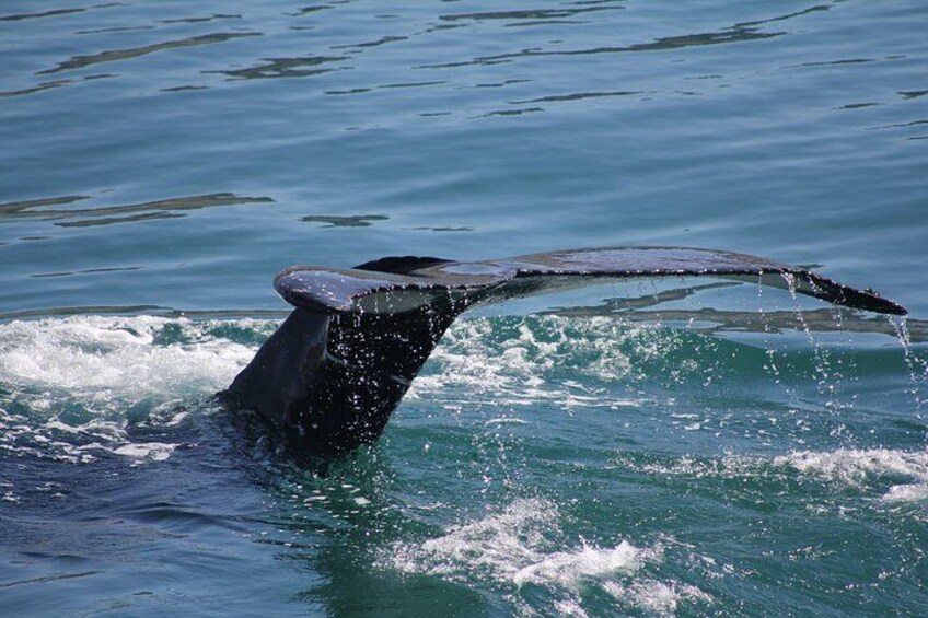 Whale Watching Adventure in Akureyri 3