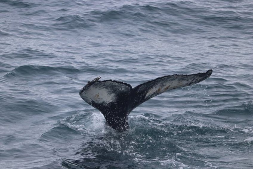 A whale's tail breaching the water. 3