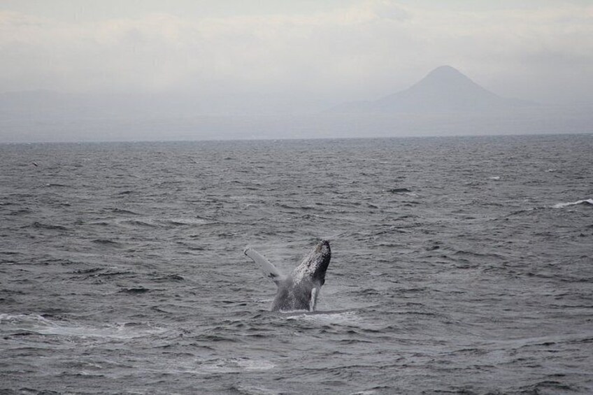 Whale Watching Adventure in Akureyri 4