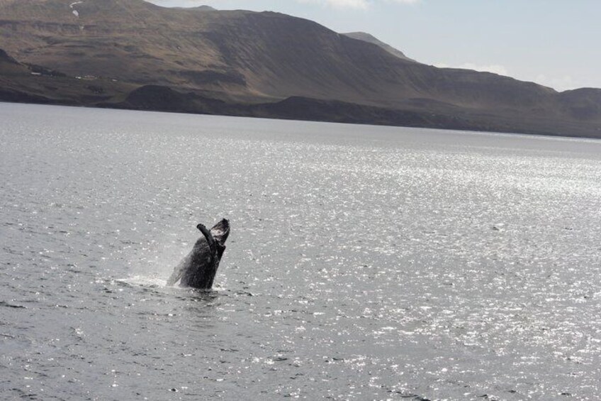 A whale breaching the water in a lake with mountains in the background. 2