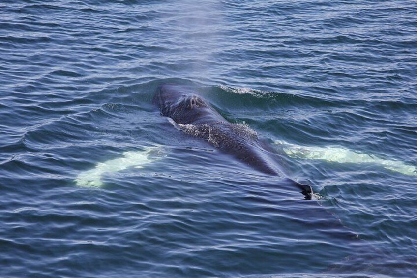 Whale Watching Adventure in Akureyri 5