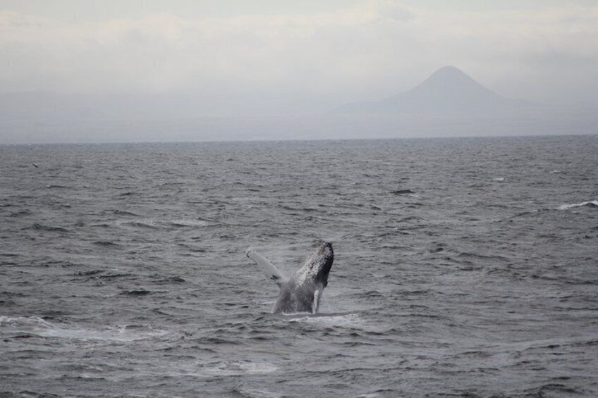 Whale Watching Adventure in Akureyri 5