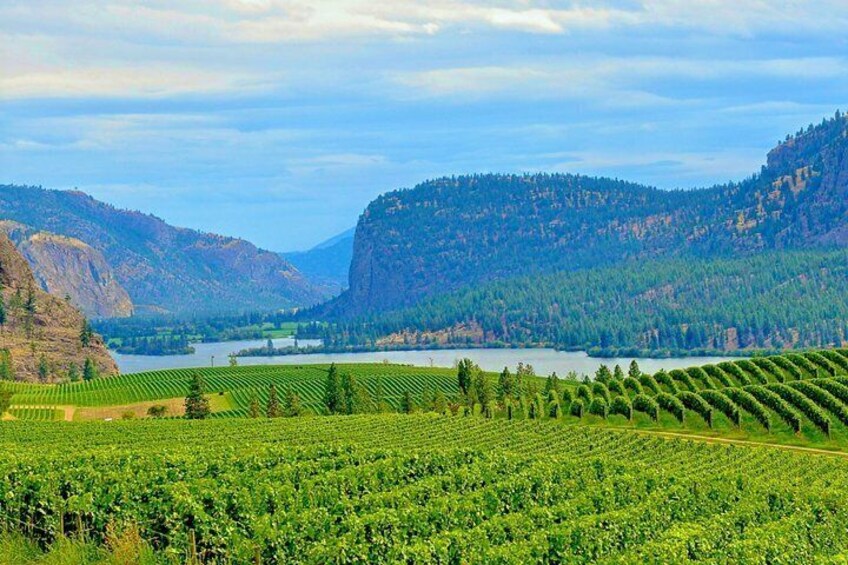 A vineyard with rows of grapevines, a lake, and mountains in the background. 2