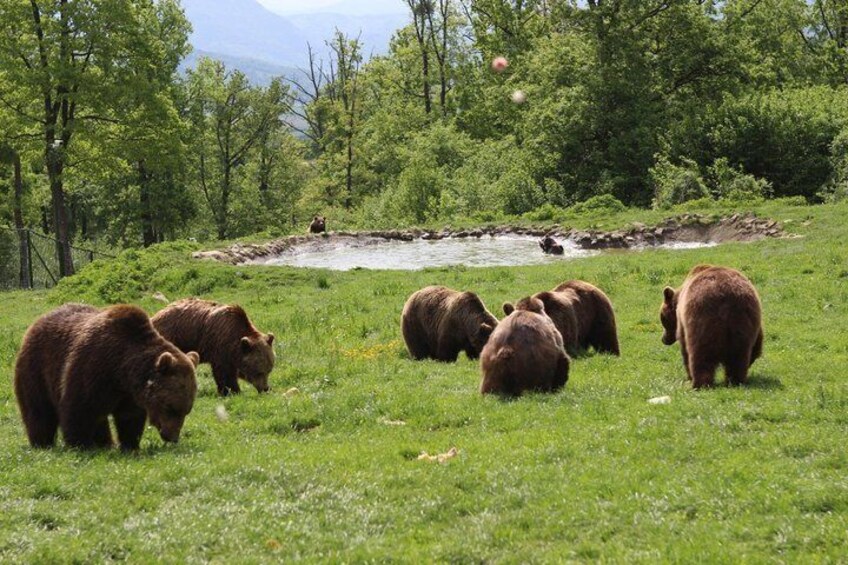 A group of bears in a grassy field with a river and trees in the background. 1
