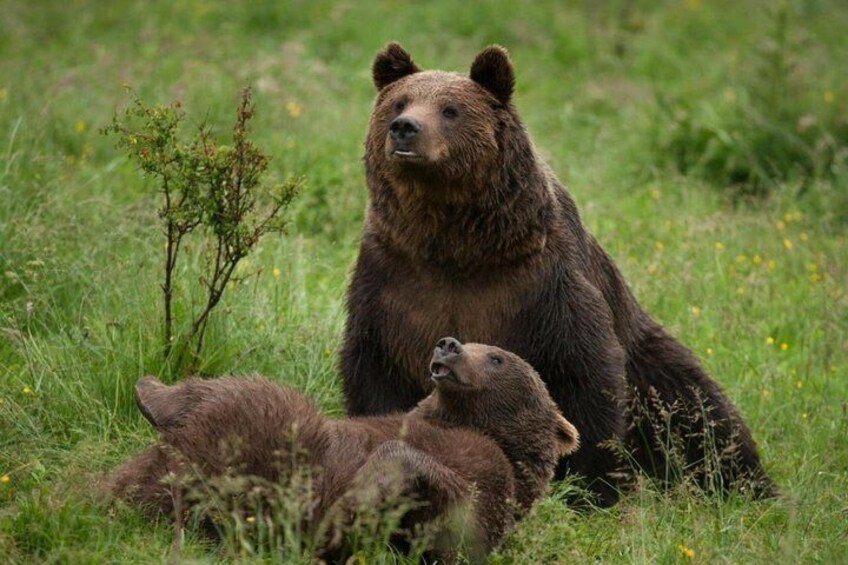 A bear with cubs in a grassy field. 5
