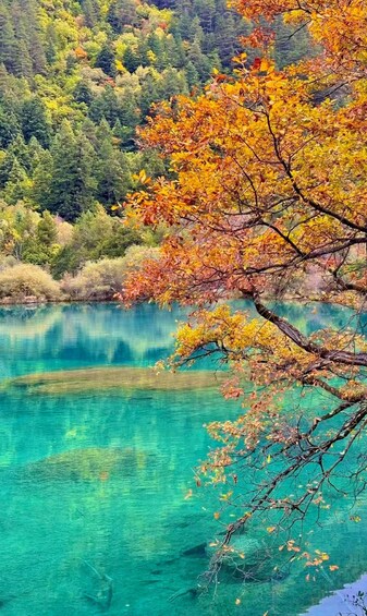 Picture 6 for Activity Chengdu: Jiuzhaigou Day Tour via High-Speed Rail 5