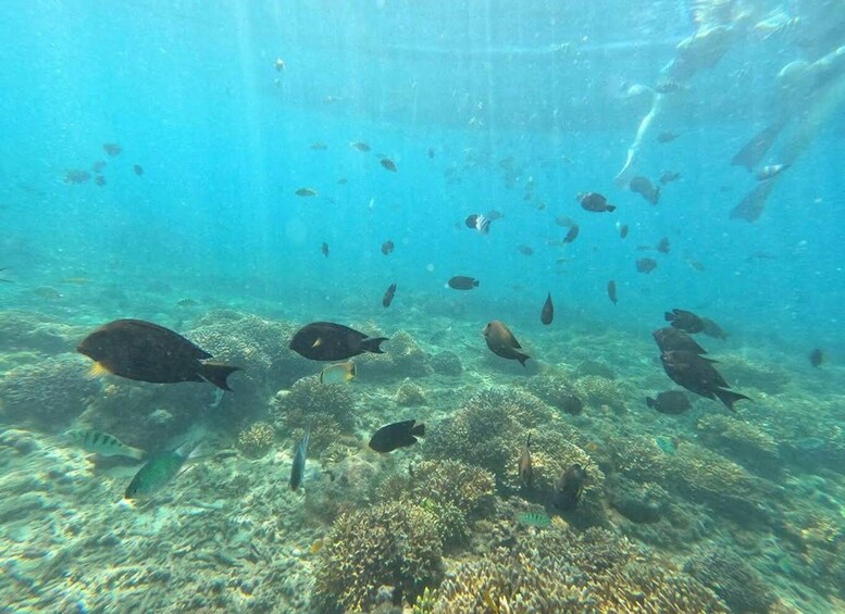 Picture 8 for Activity Bali: Sunrise Bukit Cinta, Tirta Gangga & Snorkeling Tour 5