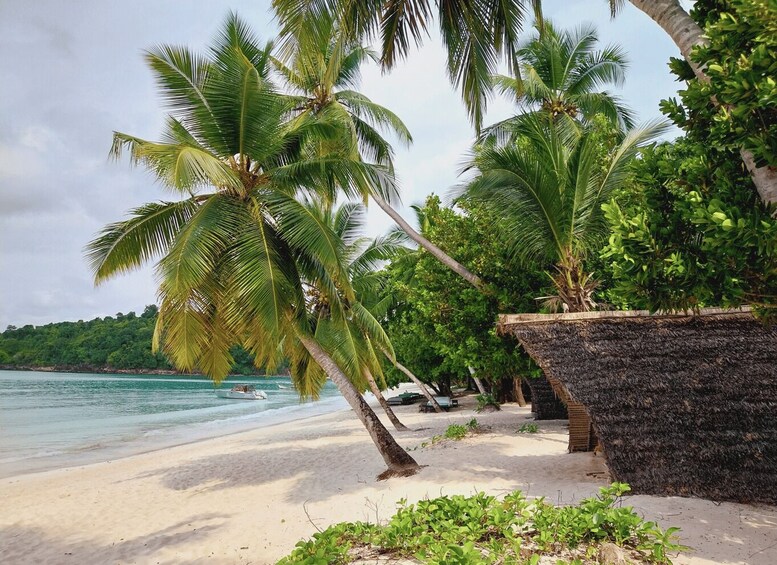 A beach with palm trees, a clear sky, and a boat on the water. 2