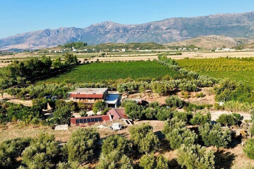 A vineyard with buildings and mountains in the background. 1