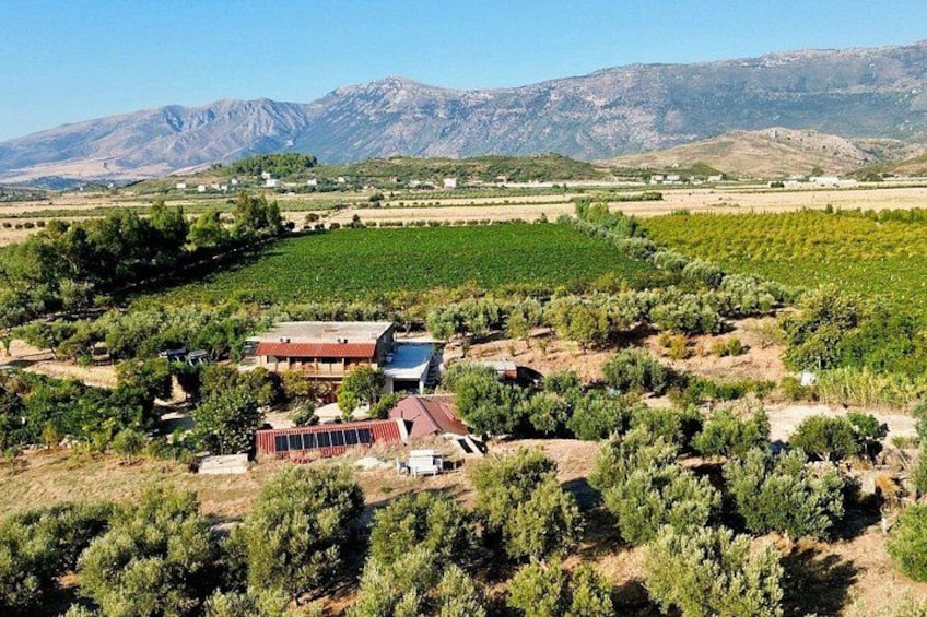 A vineyard with rows of grapevines, a building, and mountains in the background. 1