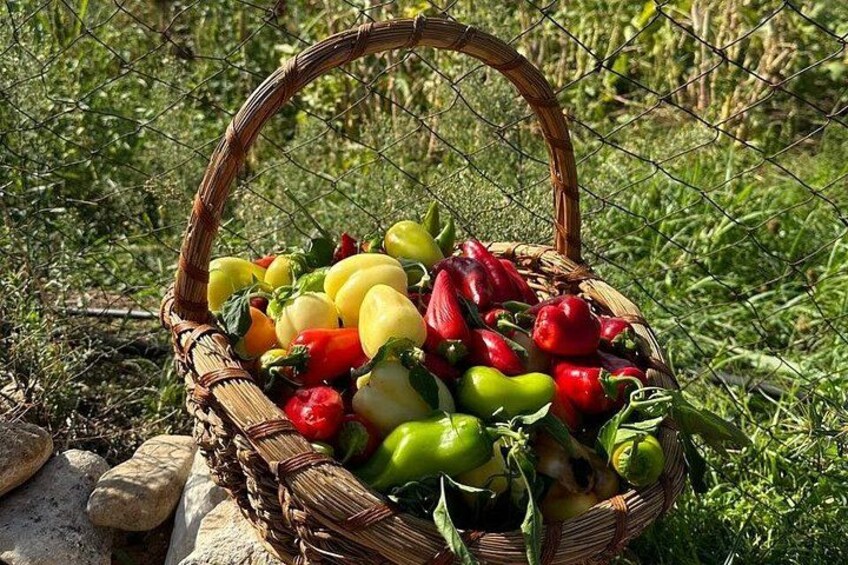 Traditional Albanian Food and Wine Tasting 4
