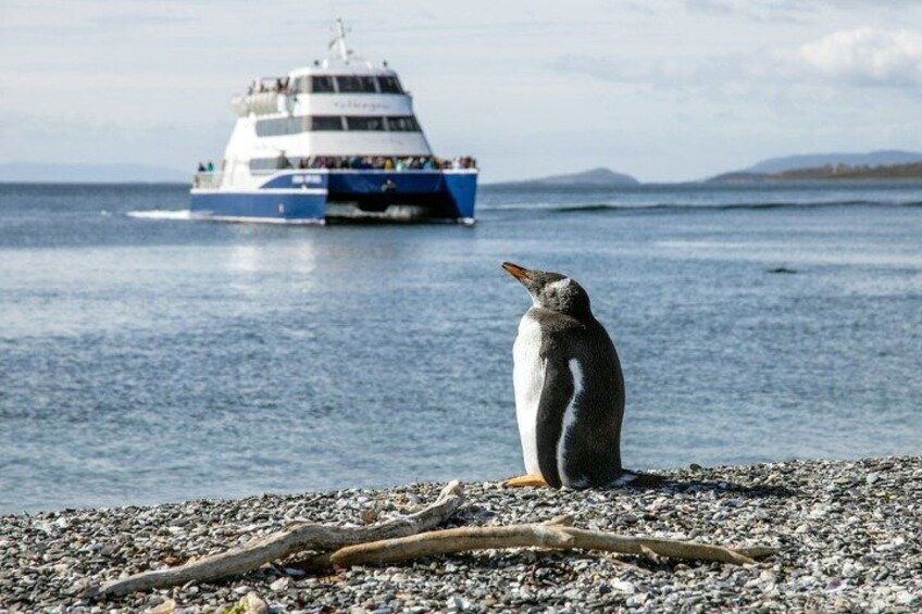 A penguin on a pebbly shore with a ferry in the background. 1