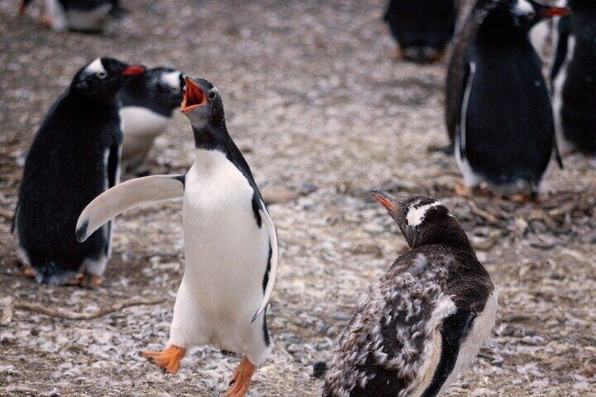 A penguin with an orange beak standing on a rocky ground with other penguins in the background. 2