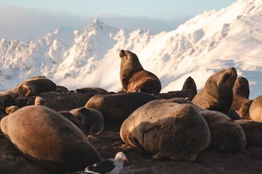 A group of seals resting on a rocky surface with a snowy mountain range in the background. 4