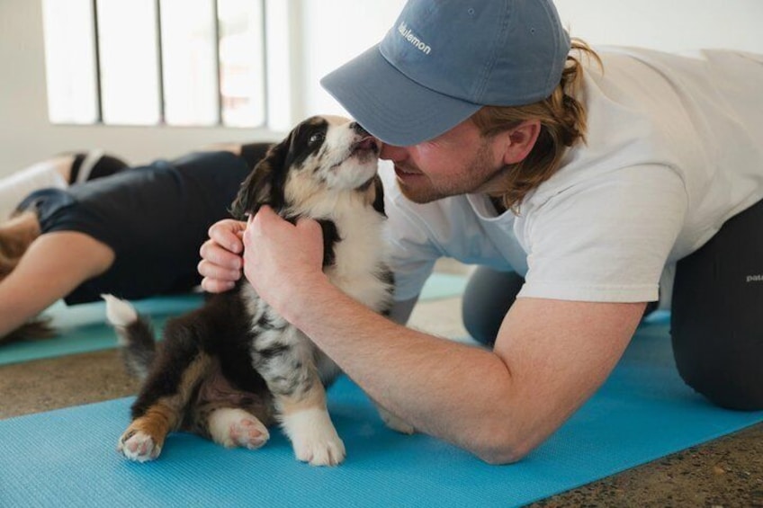 Private Puppy Yoga Activity 1