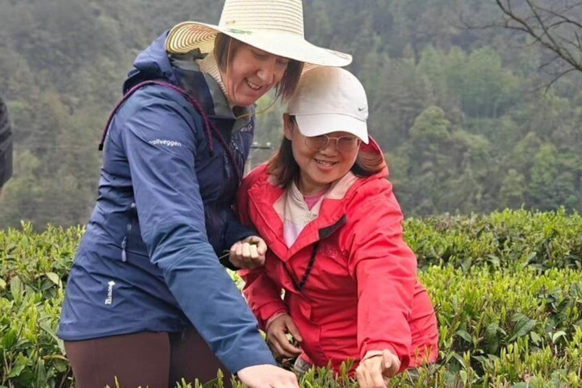 Zhangjiajie Glass Bridge & Tea Garden Tour 1