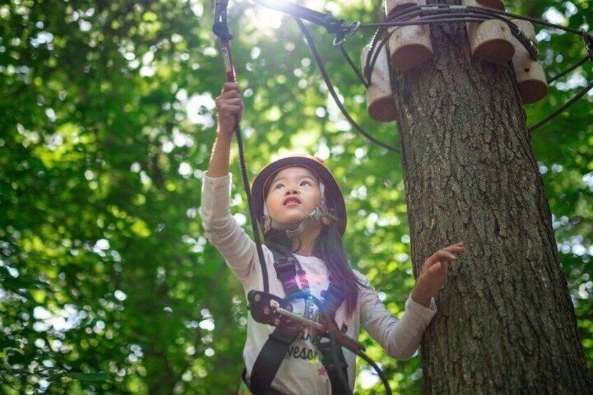 A person climbing a tree with a harness and ropes. 1