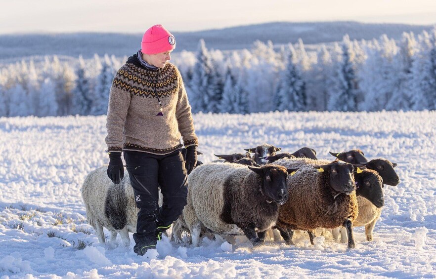 Picture 4 for Activity Posio: Meet the sheep at Harjula family farm 2